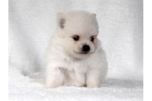 成約済の大阪府のポメラニアン-83024の2枚目